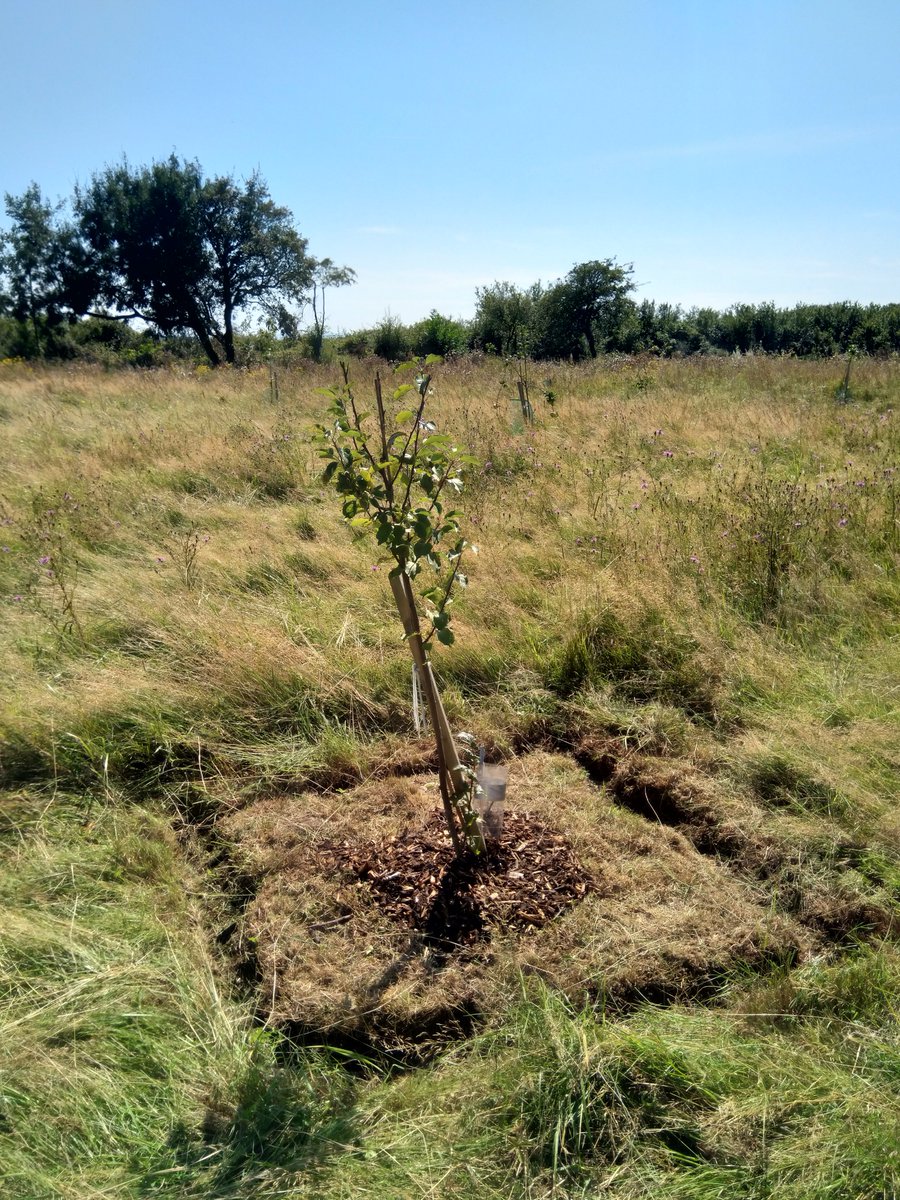 Volunteering update: Lynda and Katie spent their day volunteering at Our Orchard – Ein Berllan at Llandough Hospital. We are privileged to have been involved in such an amazing worthy project. Thank you Our Orchard Appeal Llandough Hospital for a great day!#volunteering #penarth