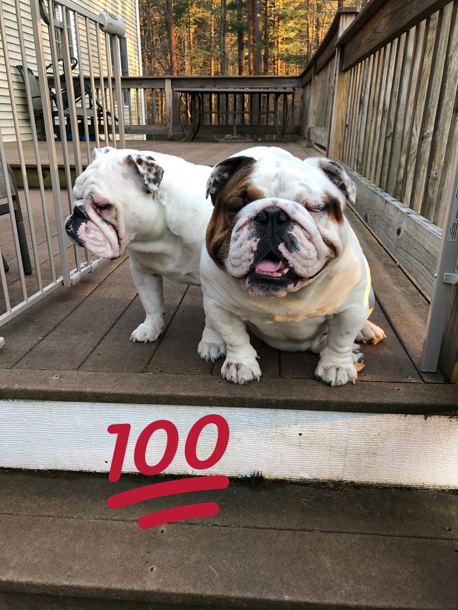 mariob33's tweet photo. #InternationalDogDay https://t.co/uyqN0WgLJG