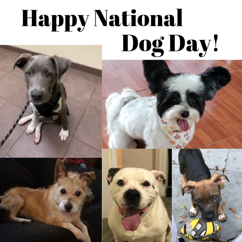 Pest_Logic's tweet image. We heard it was #NationalDogDay and let&apos;s be honest, Monday&apos;s are better with dogs! Here&apos;s a few of the pups in the Pest Logic family 💛