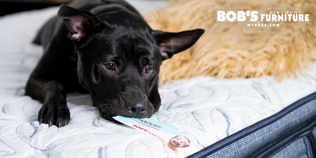 MyBobs's tweet photo. Happy #NationalDogDay πΆπΎ! Share photos of your dog, tagging @mybobs for your chance to be featured in our feed! https://t.co/TrI246nNCy
#mybobs #dog #dogs #doggy #dogday #internationaldogday https://t.co/b0vDcHoZP6