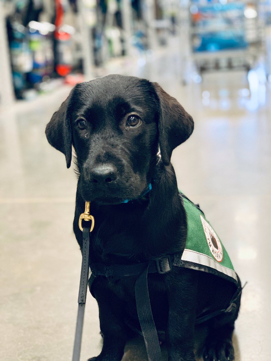 gy6ptsdsupport1's tweet photo. Loki was a good boy for his first trip to @Lowes and the first time in his vest! @Marvel #stanlee #gotyoursix #gy6 #ptsddogs #ptsdsupportdog #ptsdservicedog #servicedog #dogsoftwitter #loki #marvellegends #dogswithjobs #nonprofit #dogsintraining #stop22aday #hope https://t.co/xwZzHpXXyc