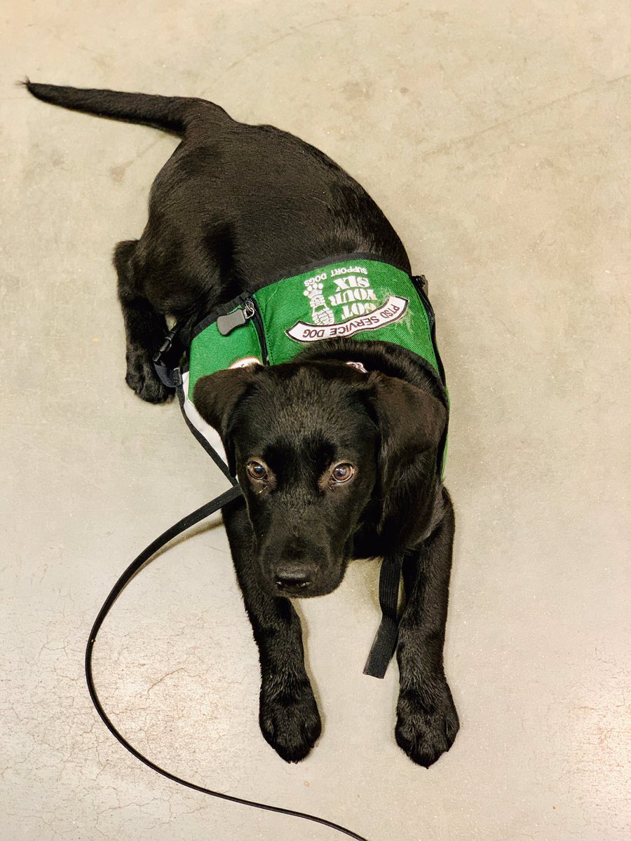 gy6ptsdsupport1's tweet photo. Loki was a good boy for his first trip to @Lowes and the first time in his vest! @Marvel #stanlee #gotyoursix #gy6 #ptsddogs #ptsdsupportdog #ptsdservicedog #servicedog #dogsoftwitter #loki #marvellegends #dogswithjobs #nonprofit #dogsintraining #stop22aday #hope https://t.co/xwZzHpXXyc