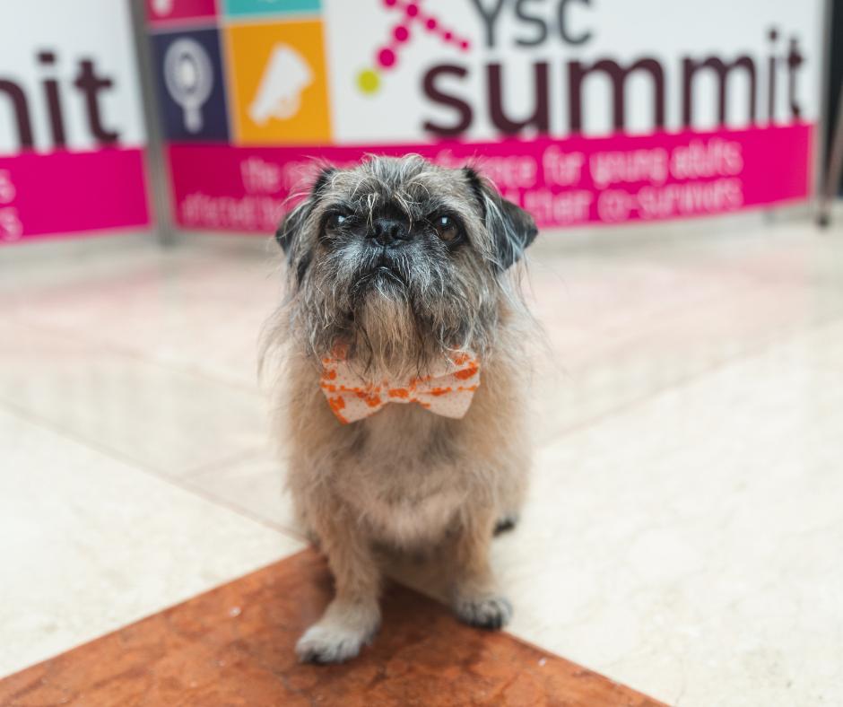 YSCBuzz's tweet photo. It's #NationalDogDay and the #YSCSummit19 intern wants to know if you signed up for #YSCSummit20. If you already signed up, celebrate by responding with a photo of your favorite doggo. 

If you haven't signed up, save your spot --> https://t.co/REEN07a0LB https://t.co/OSwK2jtSjs
