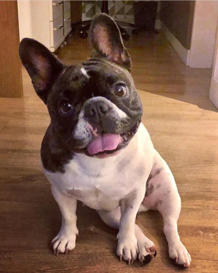 #InternationalDogDay