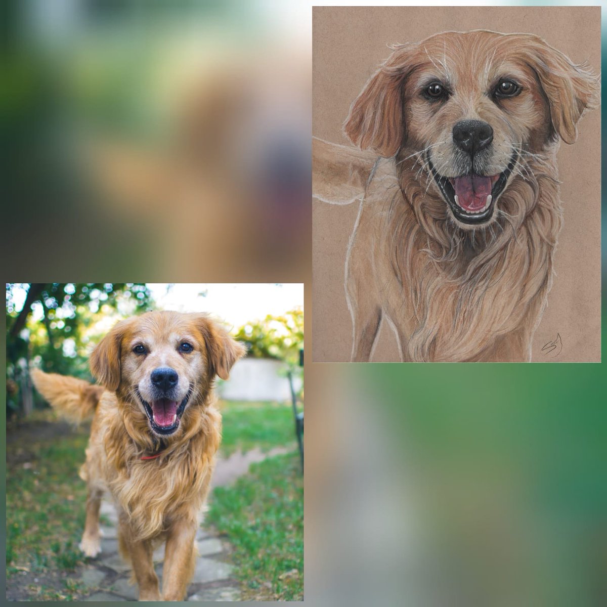 ArtistJeffery's tweet photo. We don't often show what picture has inspired the drawings but this chap is just so cute 😊 
Apparently it's national dog day today too! 

#nationaldogday #animalartistry #artcollective #animalart #art #artist #colourdrawing #colourpencils #dog #dogsofinstagram #pet #gift https://t.co/Cqoh0CwGB1