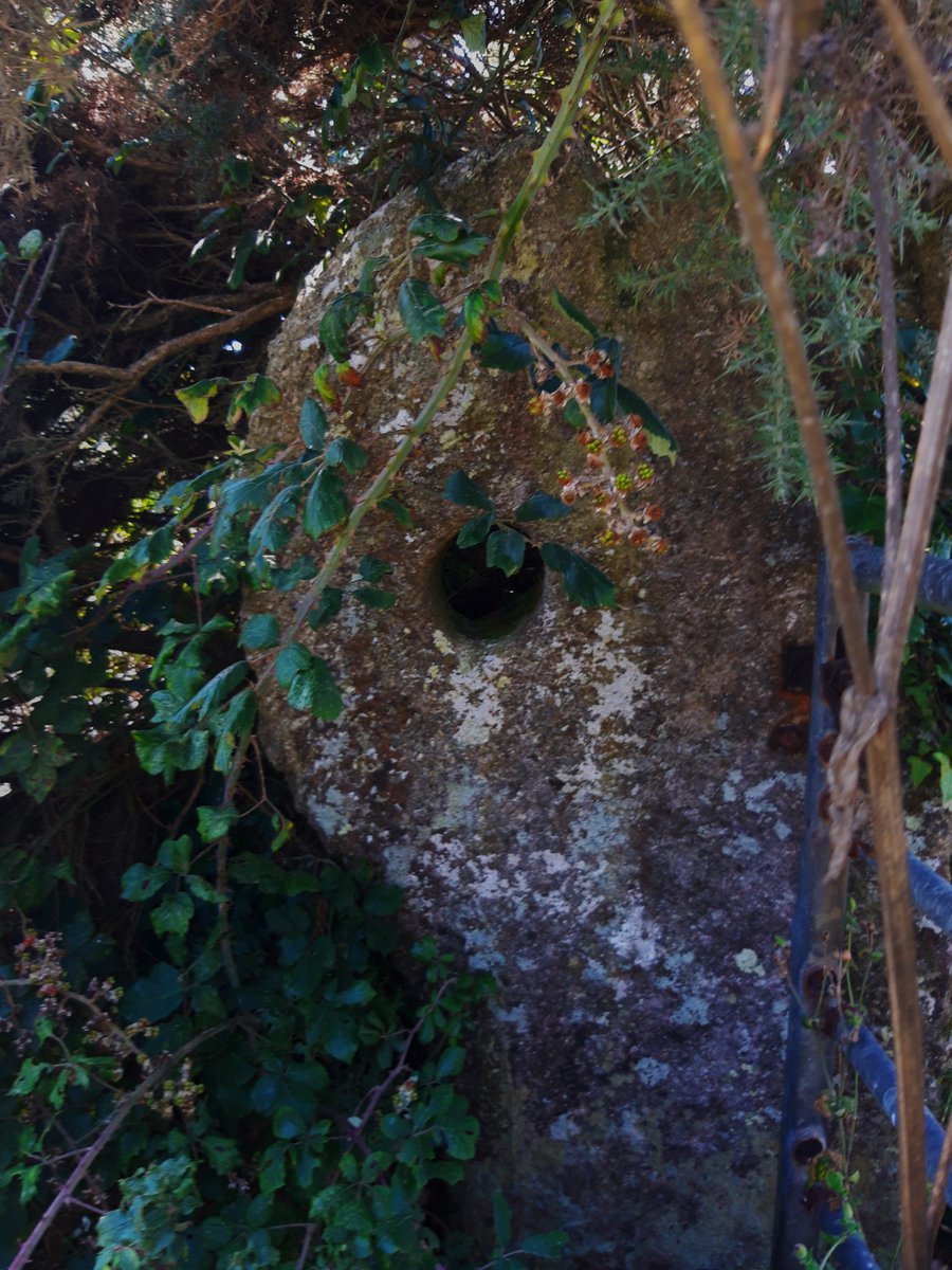 Boleigh Holed Stone is over the road from the Merry Maidens. As it's being used as a gate post I was unsure if this was ancient at first but a little googling says it's Bronze Age.The hole looks similarly-sized compared to the Tregeseal stones (Pics 2/3). #PrehistoryOfPenwith