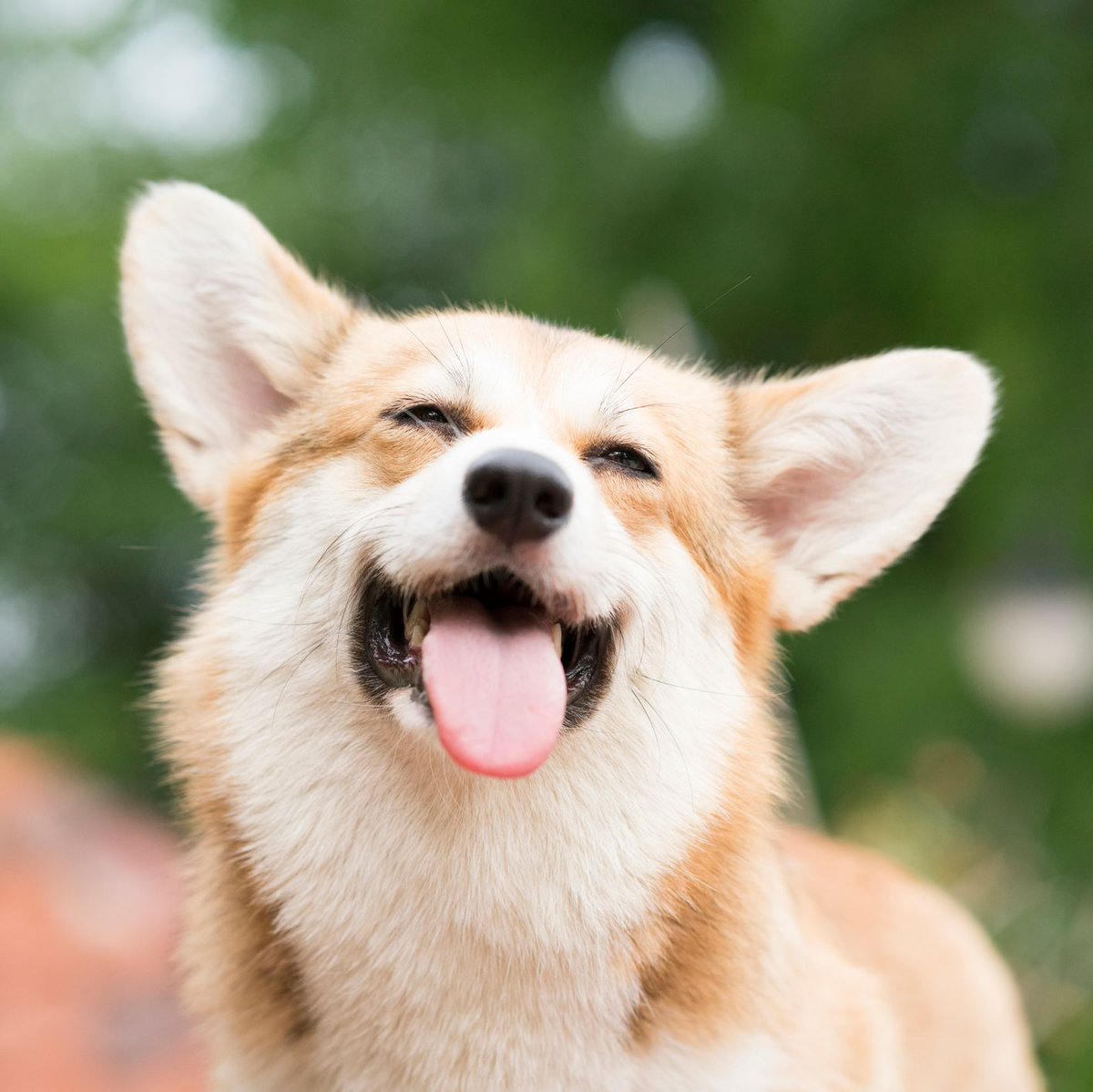 expertbrokers's tweet photo. Happy International #DogDay! 
🐶🐕🐩
This is the last week to submit your videos to win $500 with the Rogers Best Buds video contest. #Rdogs https://t.co/pWZIx2YQ5E