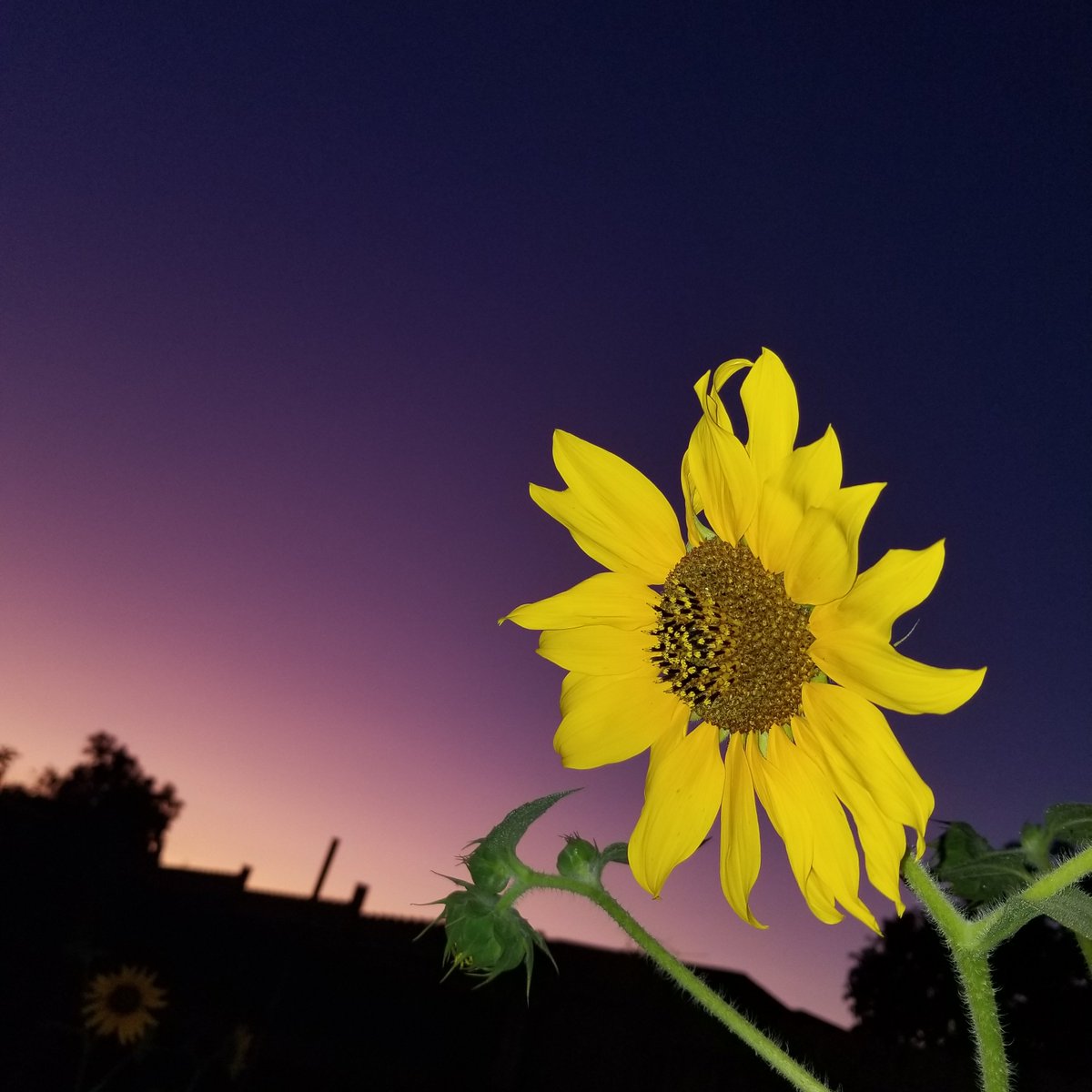 carriemarie452's tweet photo. Despite knowing
They wont be here for long
They still choose to live
Their brightest lifes
-sunflowers
#nofilter #notedited #sunflower #sunset #california #backyard #flashonly #poetry #rupikaur https://t.co/KSRqYFfhMg