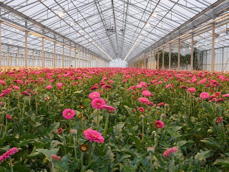 FloralDaily's tweet photo. CAN (ON): Flower grower keeps carbon footprint low
https://t.co/QOdwAjJnSF https://t.co/WA7etqQgvK