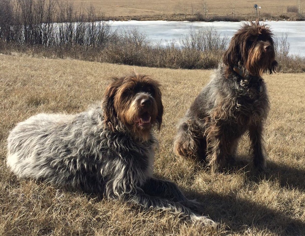 JillMCross's tweet photo. Happy  #InternationalDogDay2019 For Logan &amp; Hugo- everyday is #internationaldogday #wirehairedpointinggriffons https://t.co/F9yrFX6a0N