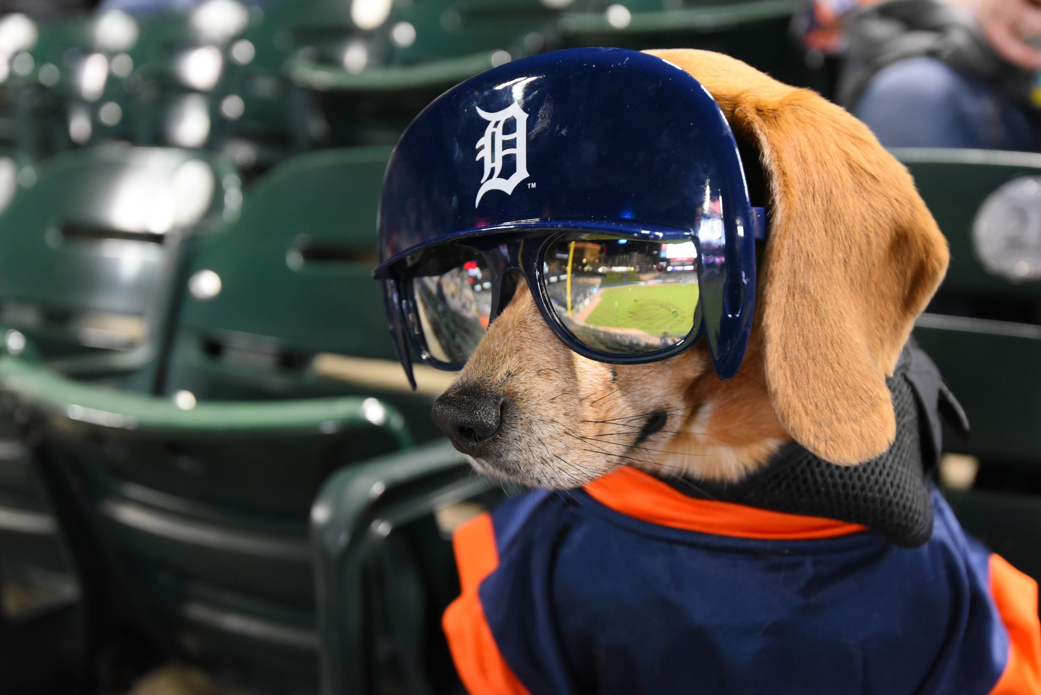 detroit tigers dog jersey