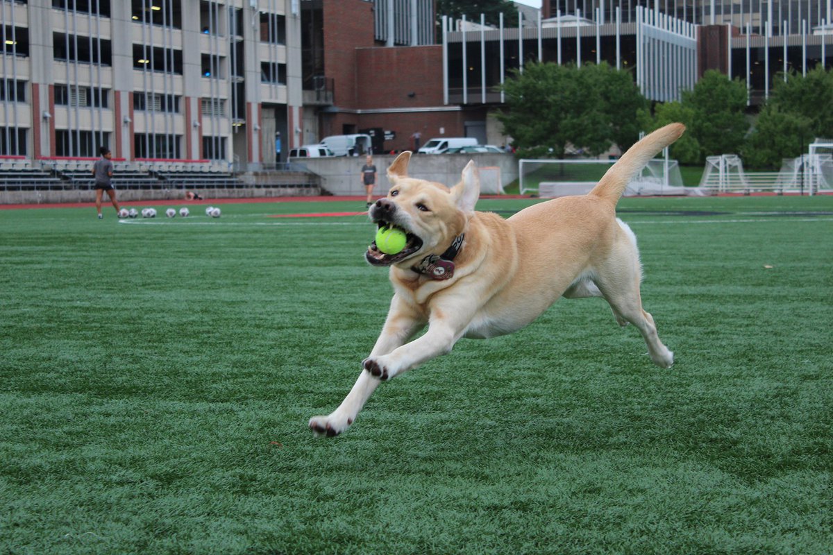 UCPublicSafety's tweet photo. It's #InternationalDogDay, AKA our favorite day because we get to talk about how great #Dozer is. https://t.co/5TinLRzx01