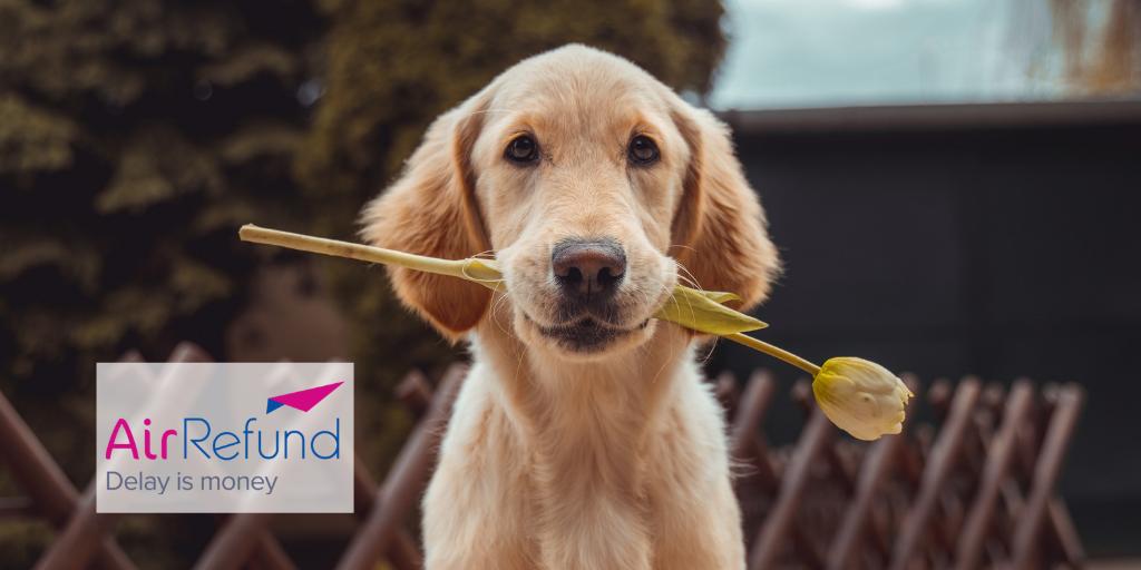 #JourneeMondialeDuChien🐶⁣

Les chiens offrent à leur maître un dévouement sans faille !
AirRefund vous garantit aussi une dévotion inconditionnelle pendant votre demande d'indemnisation. Notre unique but est d'obtenir votre indemnisation.

Testez vite ➡️bit.ly/2yh7N3W