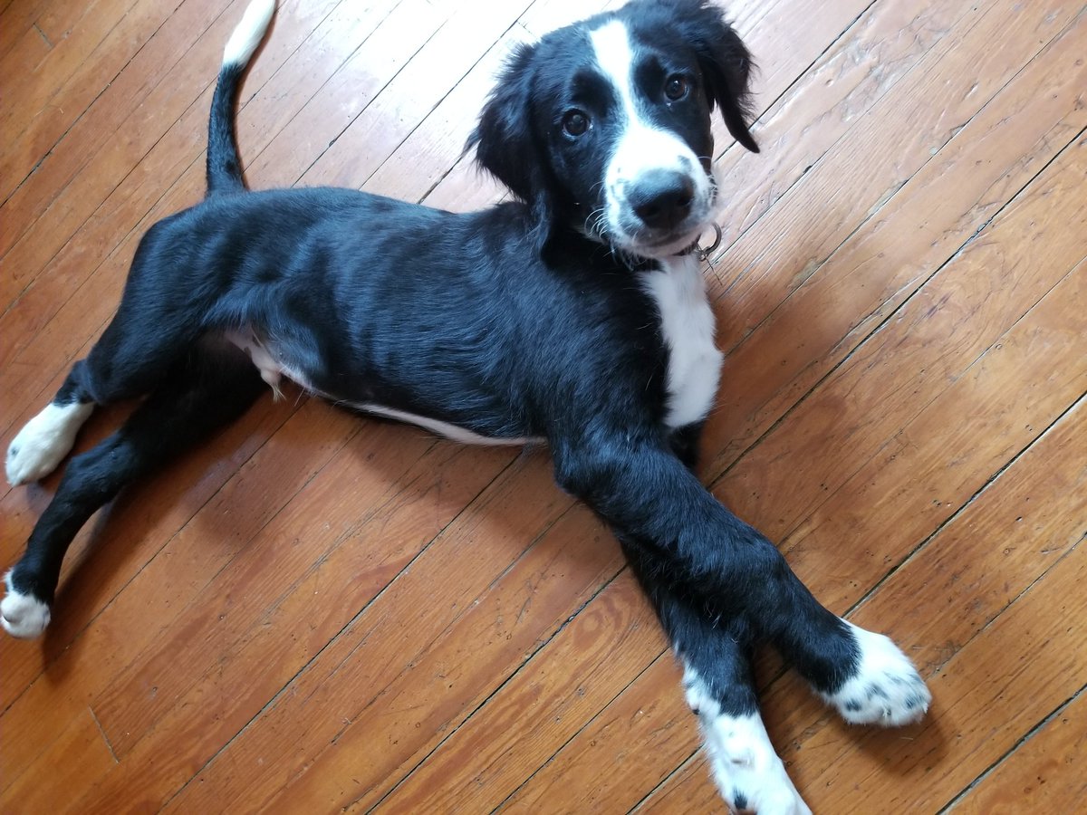 #BreakingNews DNA testing has confirmed that the pups we rescued are actually Bernedoodles and not Border Collies. Bettis (pictured here) calmly said "I told you so" when we shared the news with him. Thanks to <a href="/embarkvet/">embarkvet</a> for the speedy test results! #feeltheberne