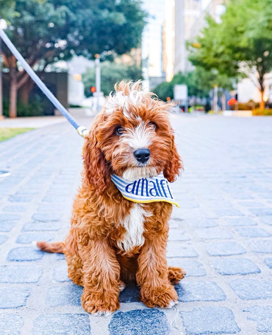 TrammellCrowCtr's tweet photo. We think #NationalDogDay should be everyday! 😍 🐶 https://t.co/1uqOe0BH6L