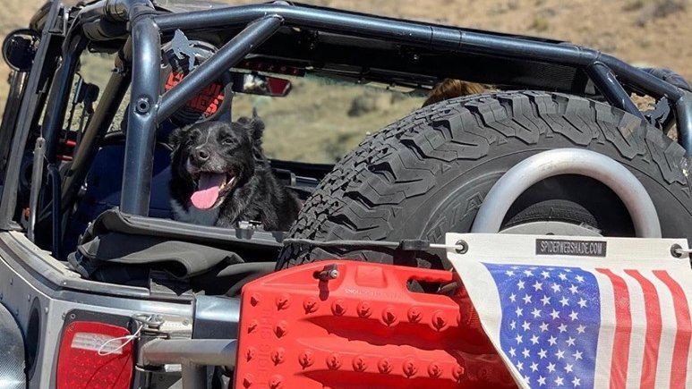 BOLTLock's tweet photo. Happy National Dog Day! Tag us in a pic of your pup in your ride! #Repost #BOLTLock #pupsintrucks #nationaldogday๐ถ #jeeplifted #onekey #convenientsecurity #factor55llc ๐พ๐๐ https://t.co/UI1laCKUCg