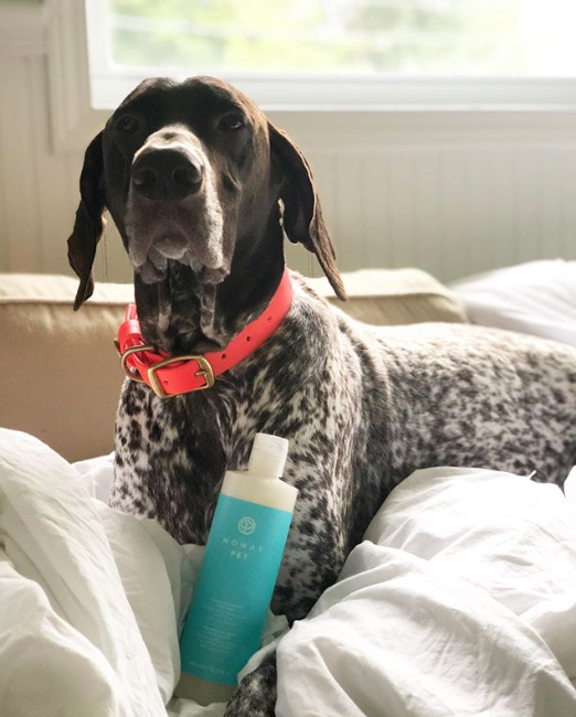 MONATOfficial's tweet photo. "Bath day! Can’t wait to try my new @monatofficial shampoo." Photo courtesy of Gunner (pictured here) on Instagram.
#InternationalDogDay #MONATpet https://t.co/4RRL0Gv61J
