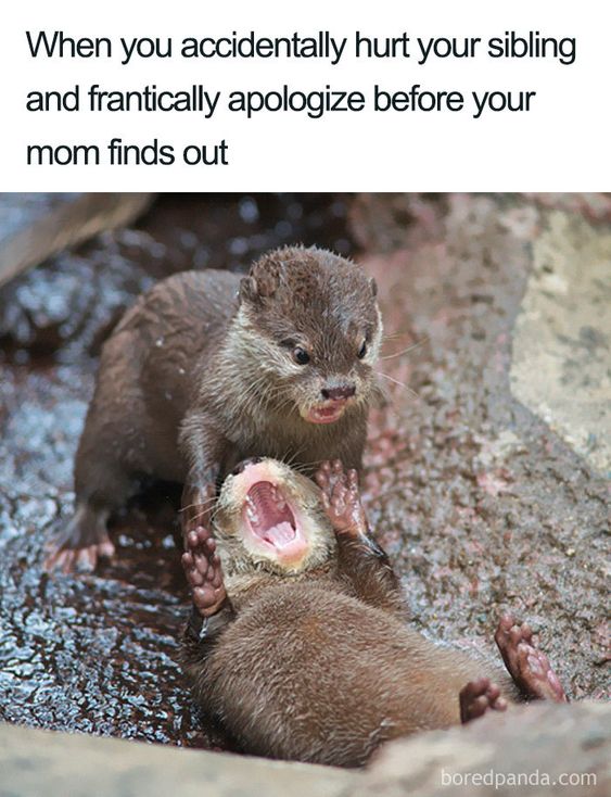 Tattooforaweek's tweet photo. When you accidentally hurt your sibling and frantically apologize before your mom finds out. #meme #otters #siblings #siblingmeme #hurt #omg #lol #animalmeme #mom #pain https://t.co/3cGqH3JzfA