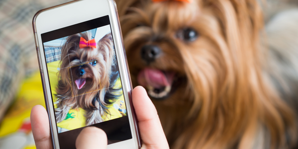 Americas_CU's tweet photo. Happy National Dog Day to all of our furry friends! https://t.co/muDvcMV8di