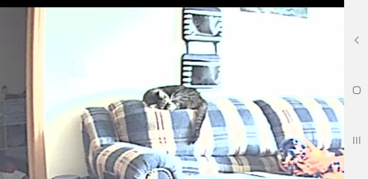 StuartEdward20's tweet photo. Mom is spying on us again. #CatsOfTwitter https://t.co/oH2vwqx8Rq