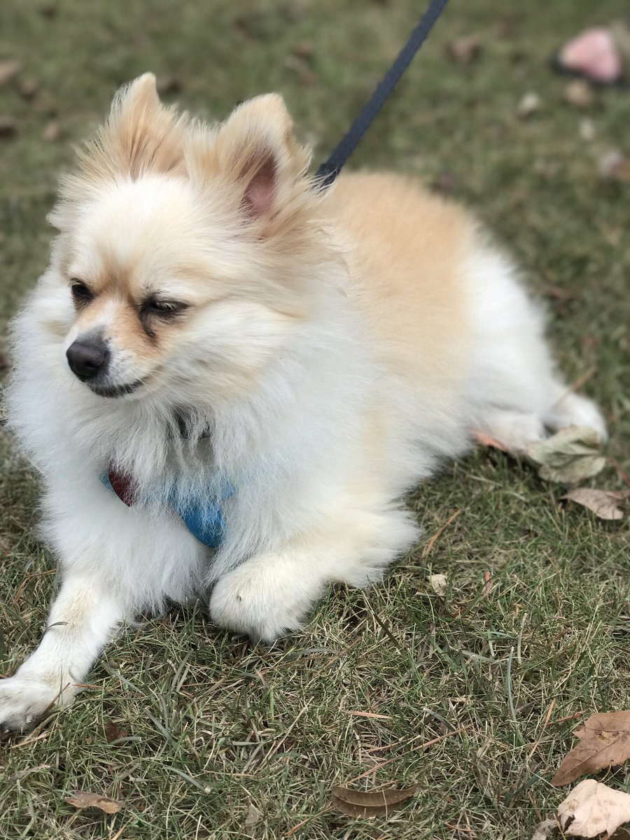 dendronotus's tweet photo. @dog_rates My two precious poms, Marilyn and Penelope https://t.co/JGWkETtHUw