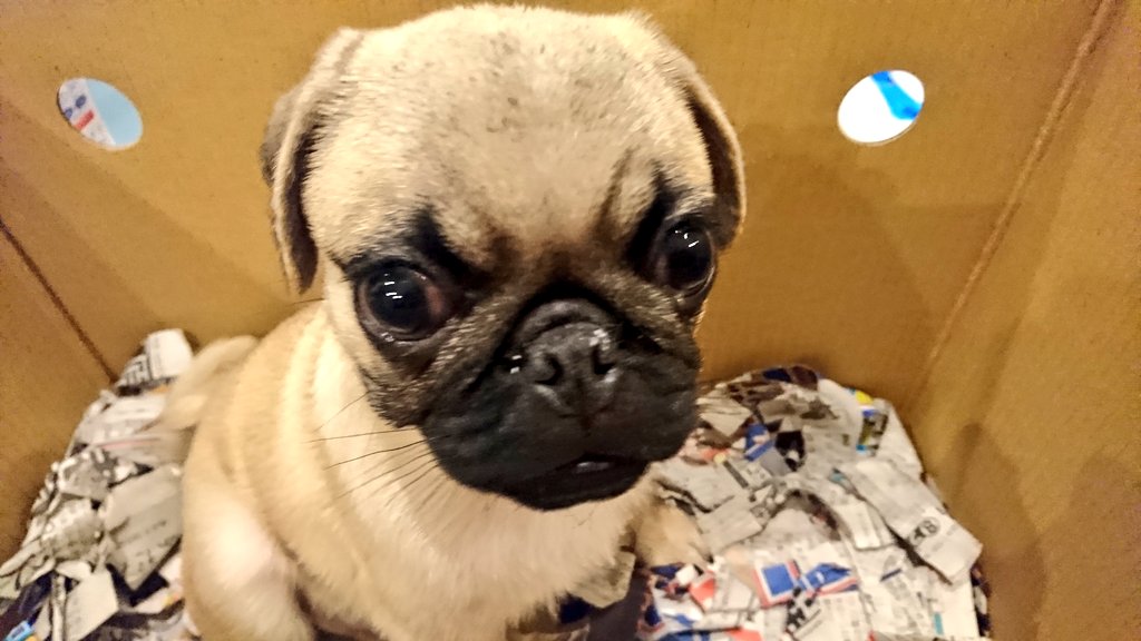 hinataDC5's tweet photo. 8月26日、新しい家族が増えました！
『こてつ』です♪♪ https://t.co/vysbekvgRM