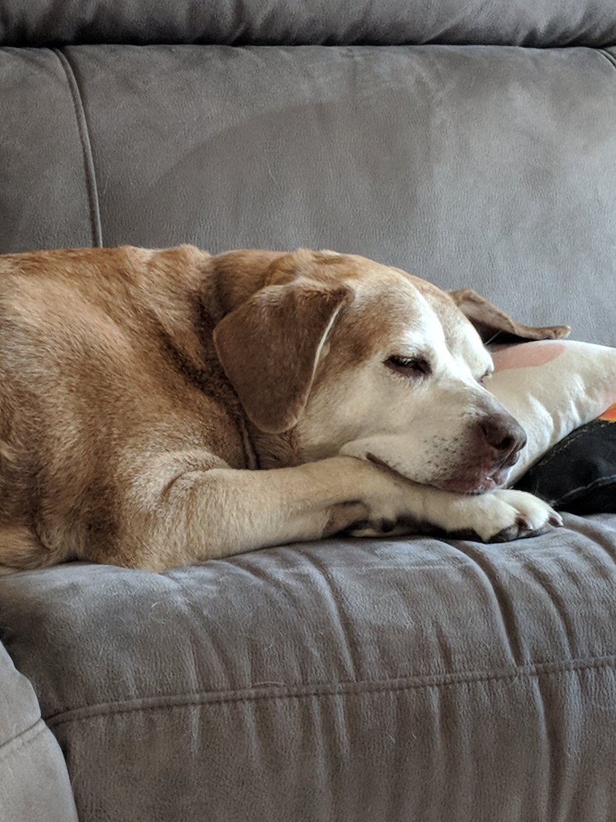 WinningSwimming's tweet photo. @dog_rates Meet Canela. She is 11. Her favorite day is Sunday because the family is together and she gets lots of snuggles. https://t.co/A7m6m23S0J