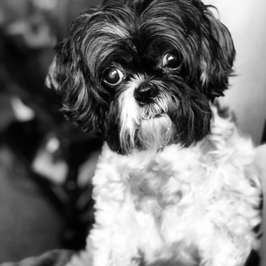 JohnLayton6's tweet photo. @dog_rates #maisy https://t.co/jLvQLU4mC2