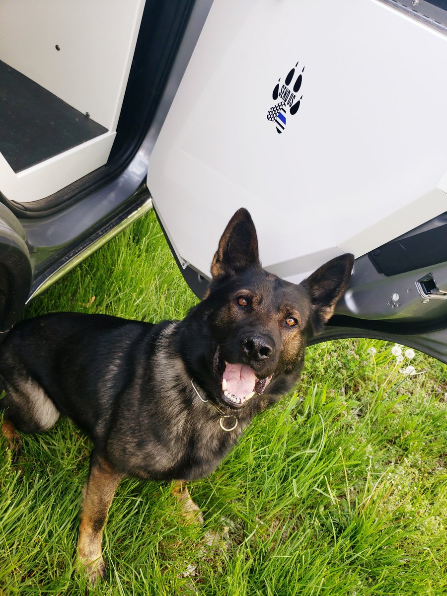 It's #InternationalDogDay so I'm sending a shout out to this handsome guy! #K9Athos and I will be relaxing at home today and I'm sure I'll throw a few extra belly rubs his way!!