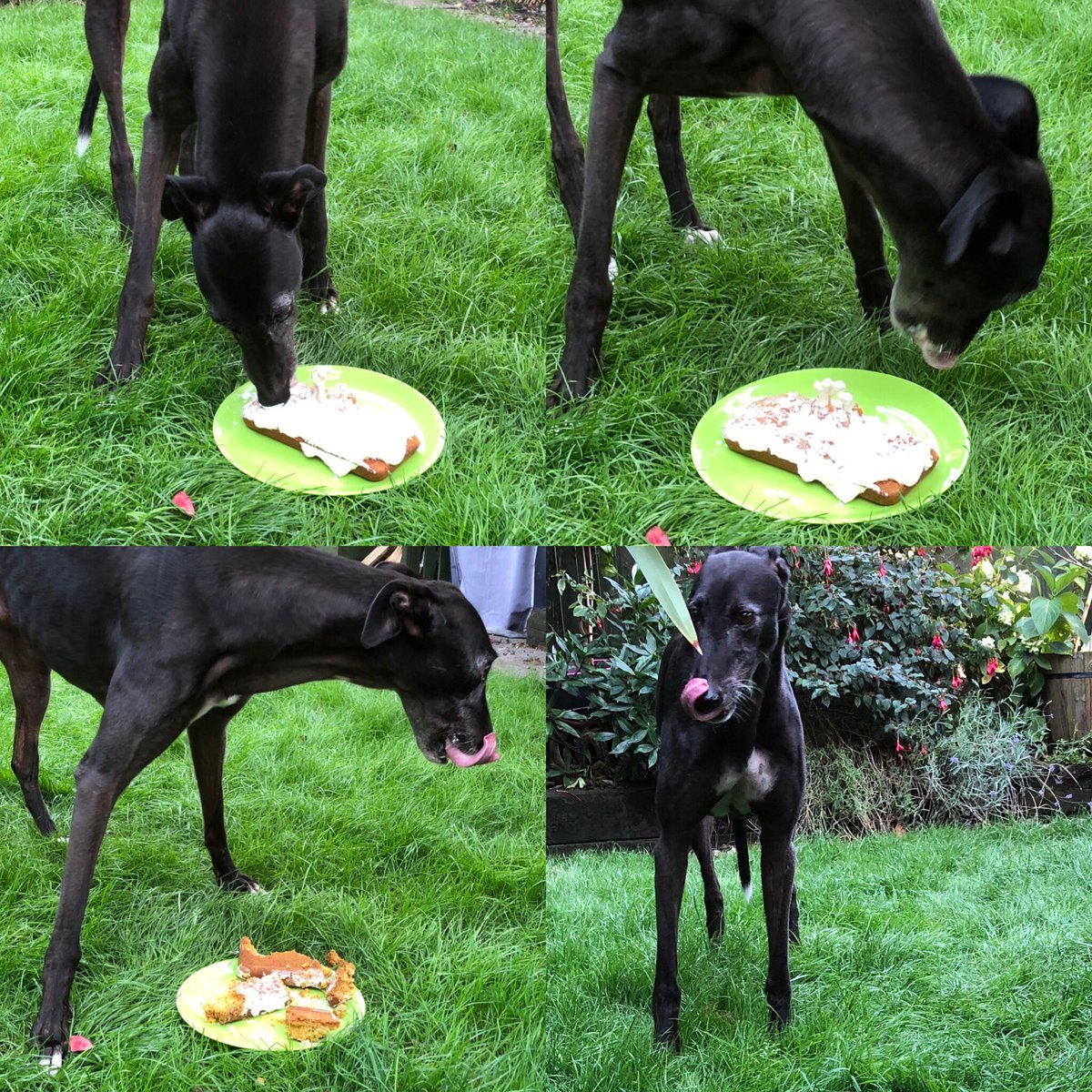 therealfurbi's tweet photo. I had cake today, it was yuummmmy!! #gotchaday #houndsoftwitter #greytpets #doggycake #mmmmcake https://t.co/bLXx4WAzp3