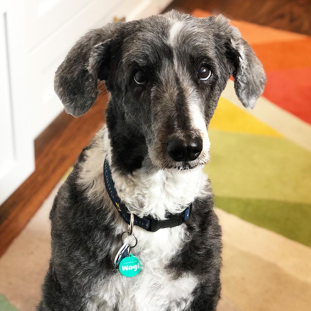 WagWalking's tweet photo. Happy #NationalDogDay! India celebrates by wearing the just-launched Wag! Tag — the smarter dog tag. We're providing them free to shelters across the US, so tag your favorite shelter to spread the word! #wagtag https://t.co/lbI7Kocn8r https://t.co/RnZjWTGHMk