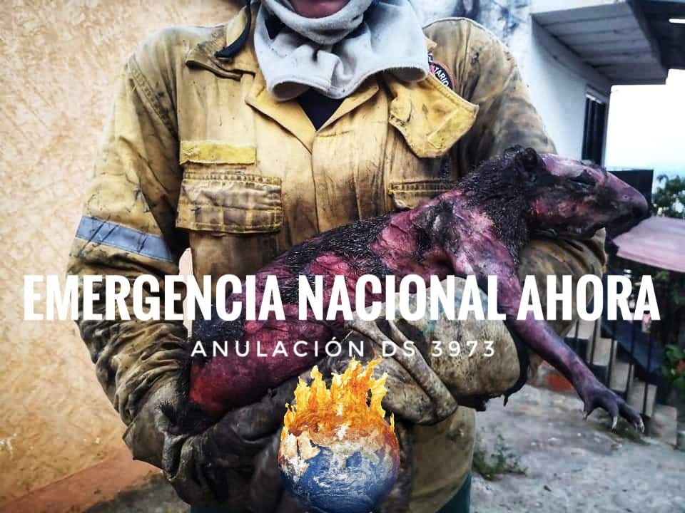 ale_narvaez's tweet photo. Es demasiado triste que los colonizadores y la agroindustria quieran sacar provecho de este #Ecocidio. 20 días y 1.000.000 de ha debemos exigir que el gobierno trabaje en un plan de reforestación 
¡Anulación del Decreto Supremo 3973 ahora!
@evoespueblo #SosChiquitania #bolivia https://t.co/CVXst4JHGc