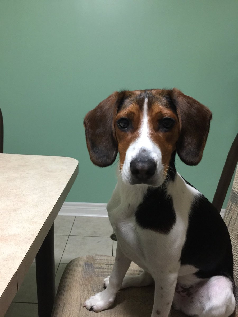 4totera's tweet photo. #InternationalDogDay
#MyManMax https://t.co/aYIVigNn3x