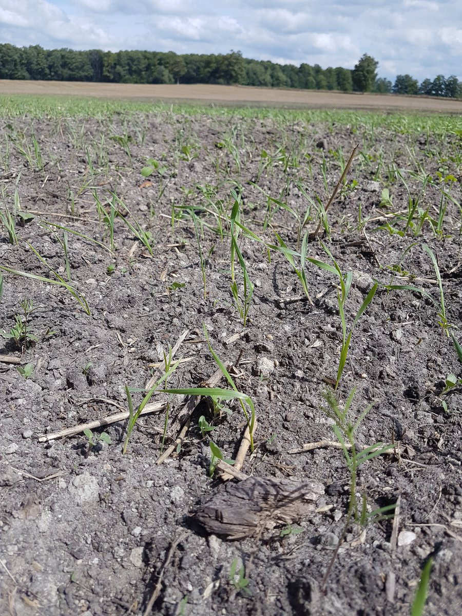 14 way covercrop broadcasted on after 2019 wheat
#GBSteward