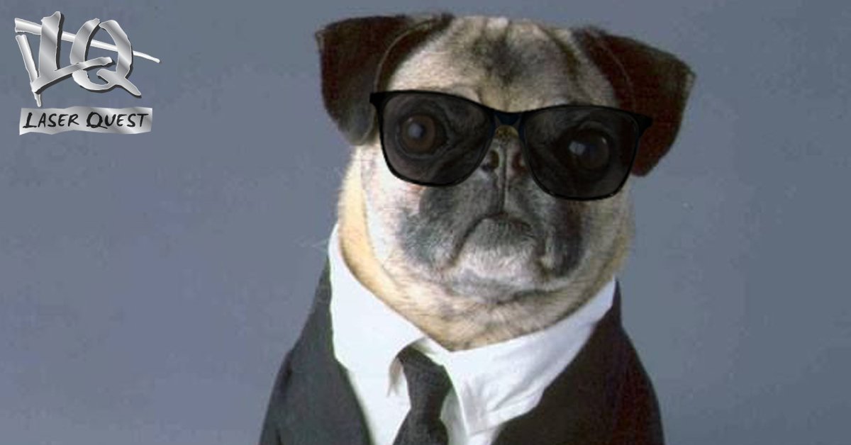 Laser Quest on X: When Frank the Pug rocks your shades better than you  Happy international #Dogday! Send us your doggos in sunglasses! #Laserquest  #fundoneright #shades #swag #meninblack #mib  / X