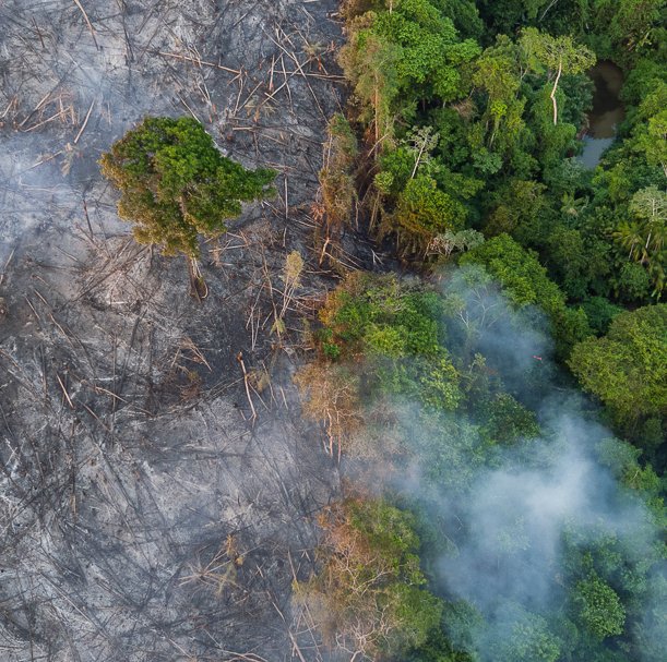 TheSharkDaymond's tweet photo. .@EarthAlliance has formed an emergency Amazon Forest Fund with $5m to focus critical resources for indigenous communities and other local partners working to protect the biodiversity of the Amazon against the surge of current fires. Learn more &amp; donate: https://t.co/aksFKgrZAu https://t.co/tUBSutRnw6