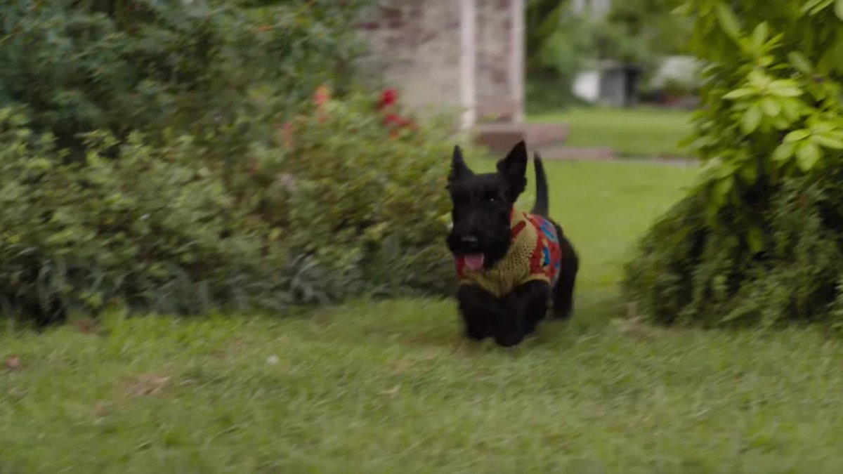 scottie dog lady and the tramp