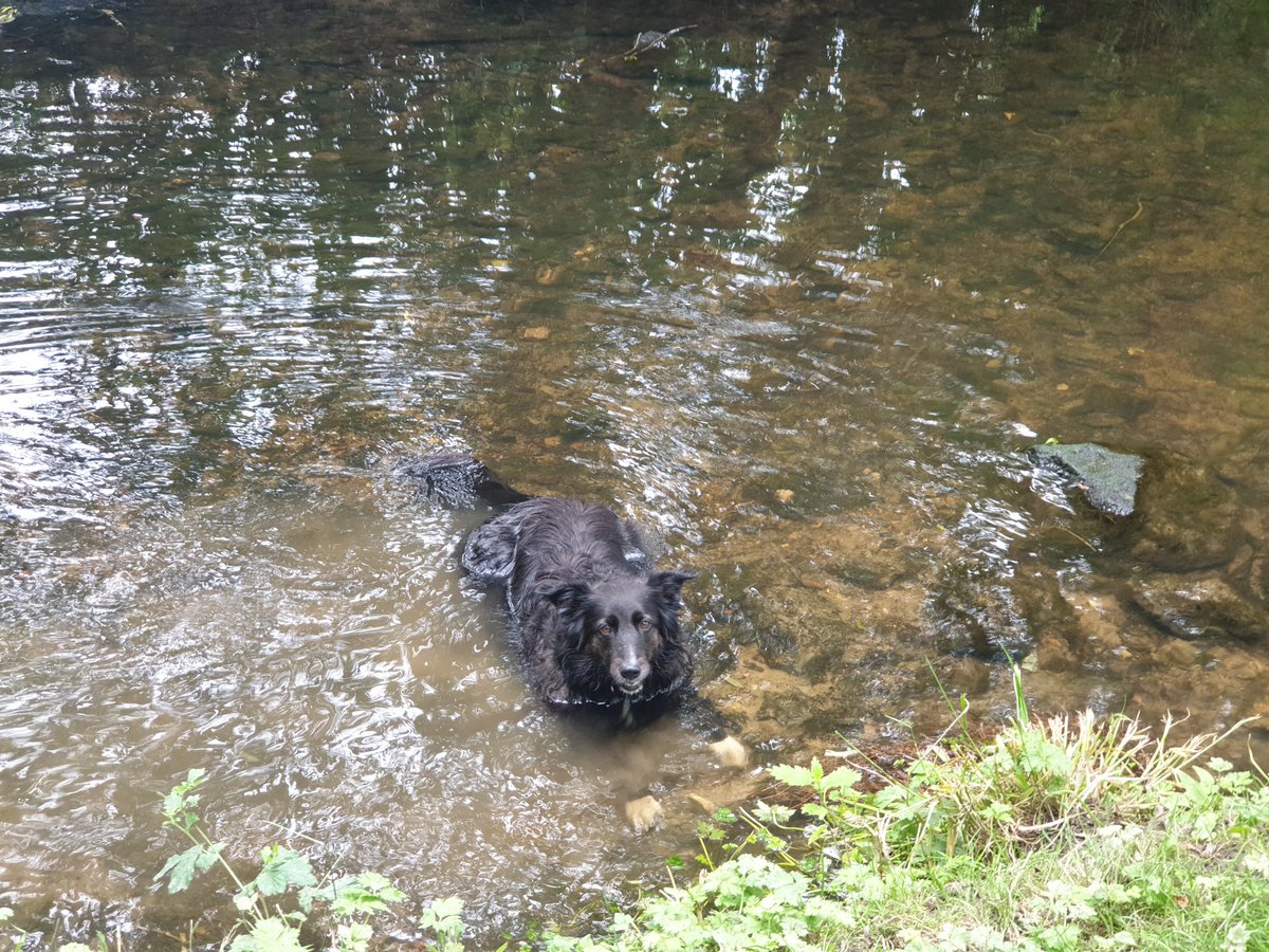 flump54321's tweet photo. #InternationalDogDay @dogcelebration #dogsoftwitter 
Happy International dog day to dogs worldwide from Hattie and visitor Teddy who is spending a week of his summer hols with his Cousin... too hot today for the pair so sleeping in the shade #heatwaveuk https://t.co/1OHjLICMRz