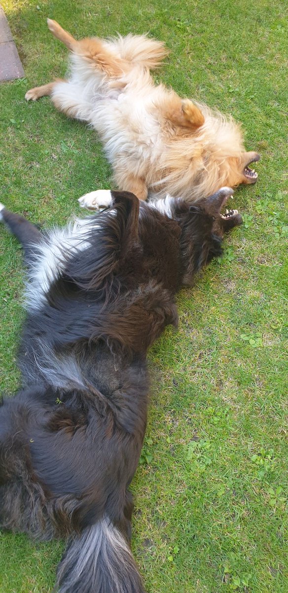 flump54321's tweet photo. #InternationalDogDay @dogcelebration #dogsoftwitter 
Happy International dog day to dogs worldwide from Hattie and visitor Teddy who is spending a week of his summer hols with his Cousin... too hot today for the pair so sleeping in the shade #heatwaveuk https://t.co/1OHjLICMRz
