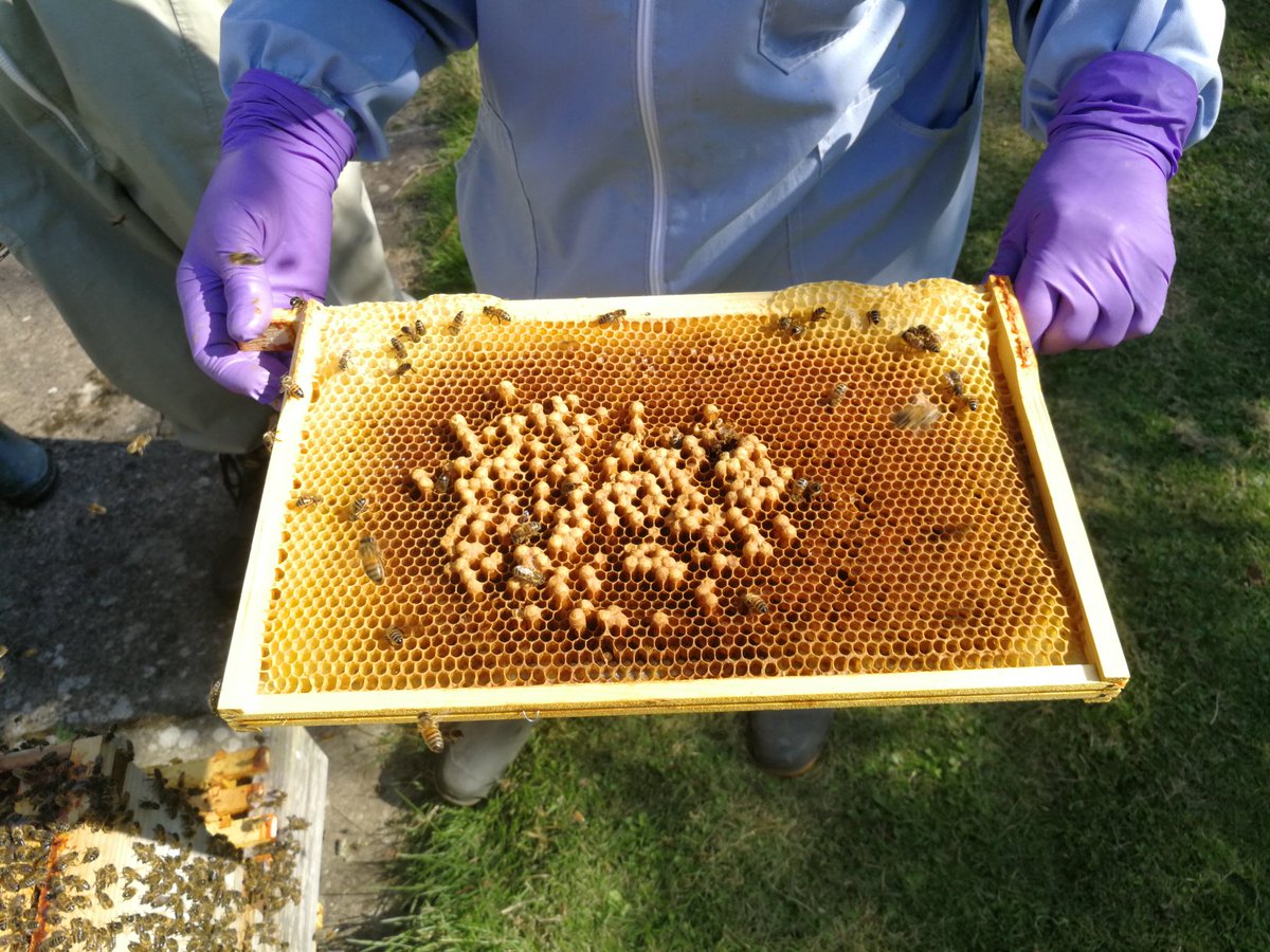 NatDip in Beekeeping tweet media