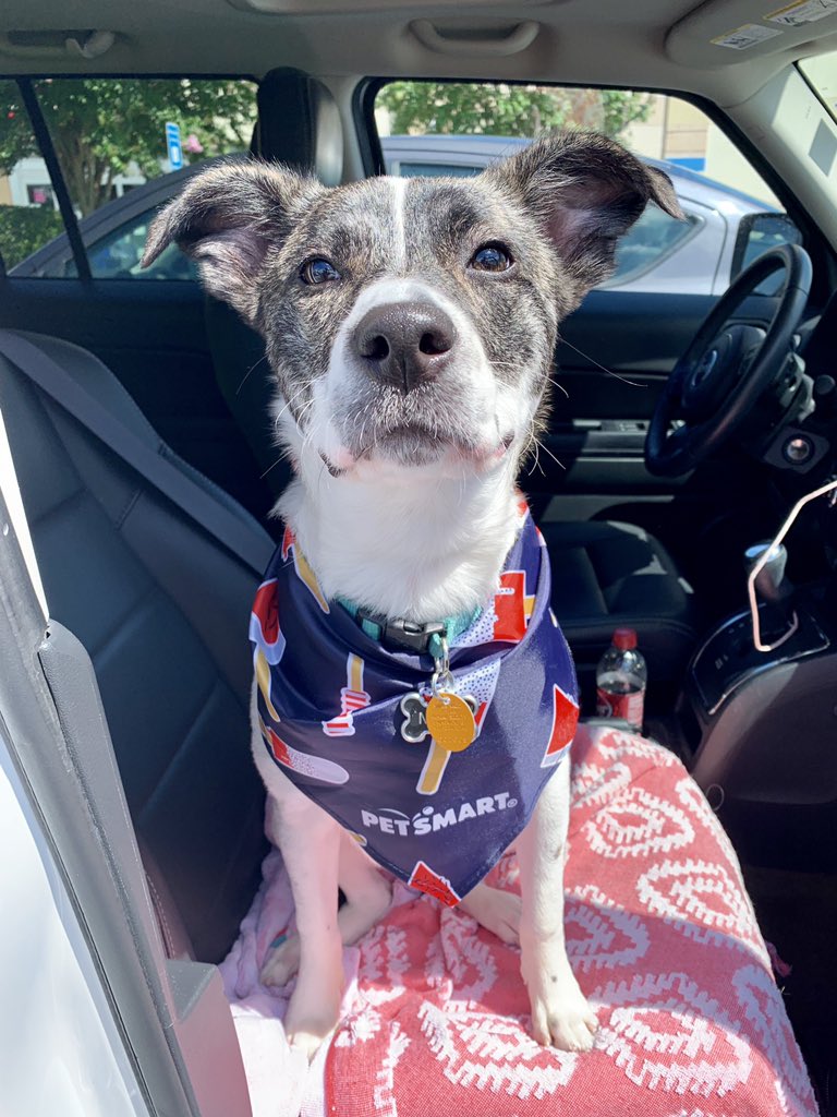 brittbrittabb's tweet photo. @barkbox @nycgmc This is Milo &amp; he’s a rescue! Even tho he’s skiddish he’s a great dog because he snuggles, protects, gets VERY excited when I come home &amp; is an ultimate mama’s boy https://t.co/hl1f7GZmKV
