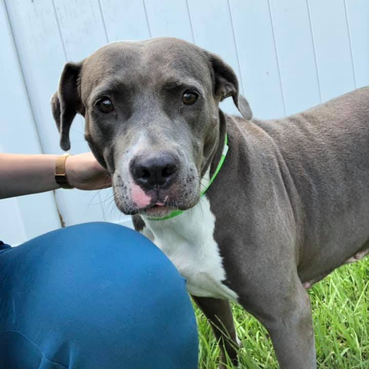 spcnews's tweet photo. It's #NationalDogDay, and there are some very good boys and girls who are up for adoption at #SPCVetTech! Be sure to visit the Vet Tech Facebook page to learn more. 🐶
https://t.co/kYc66d2cjR https://t.co/KNmwo98Knu
