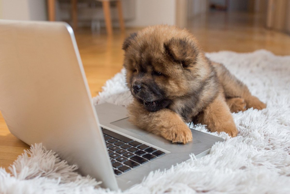 andrepreneur2's tweet photo. #InternationalDogDay where even dogs can do online marketing, no like seriously some dogs have more followers than me and you 🙃 https://t.co/L1HnqkRhCS