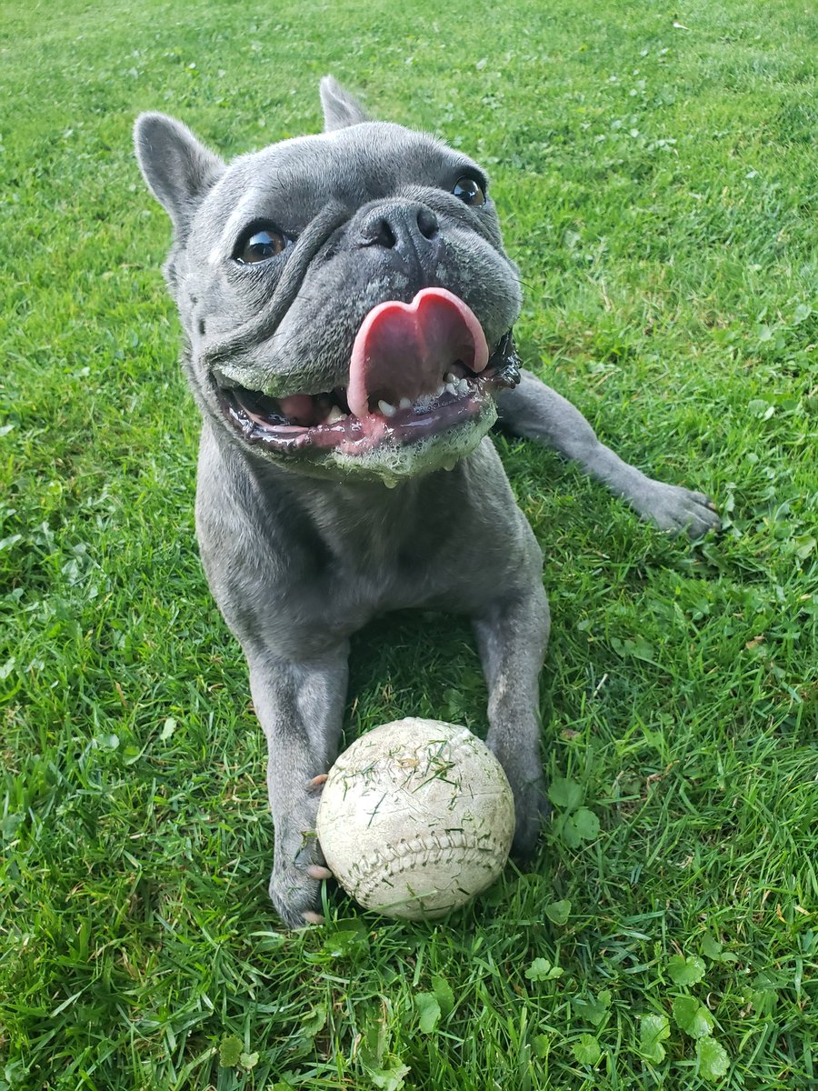 BoertienSarah's tweet photo. @1017theOne #nationaldogday #luluboertien2019 https://t.co/yn408Q7KJR