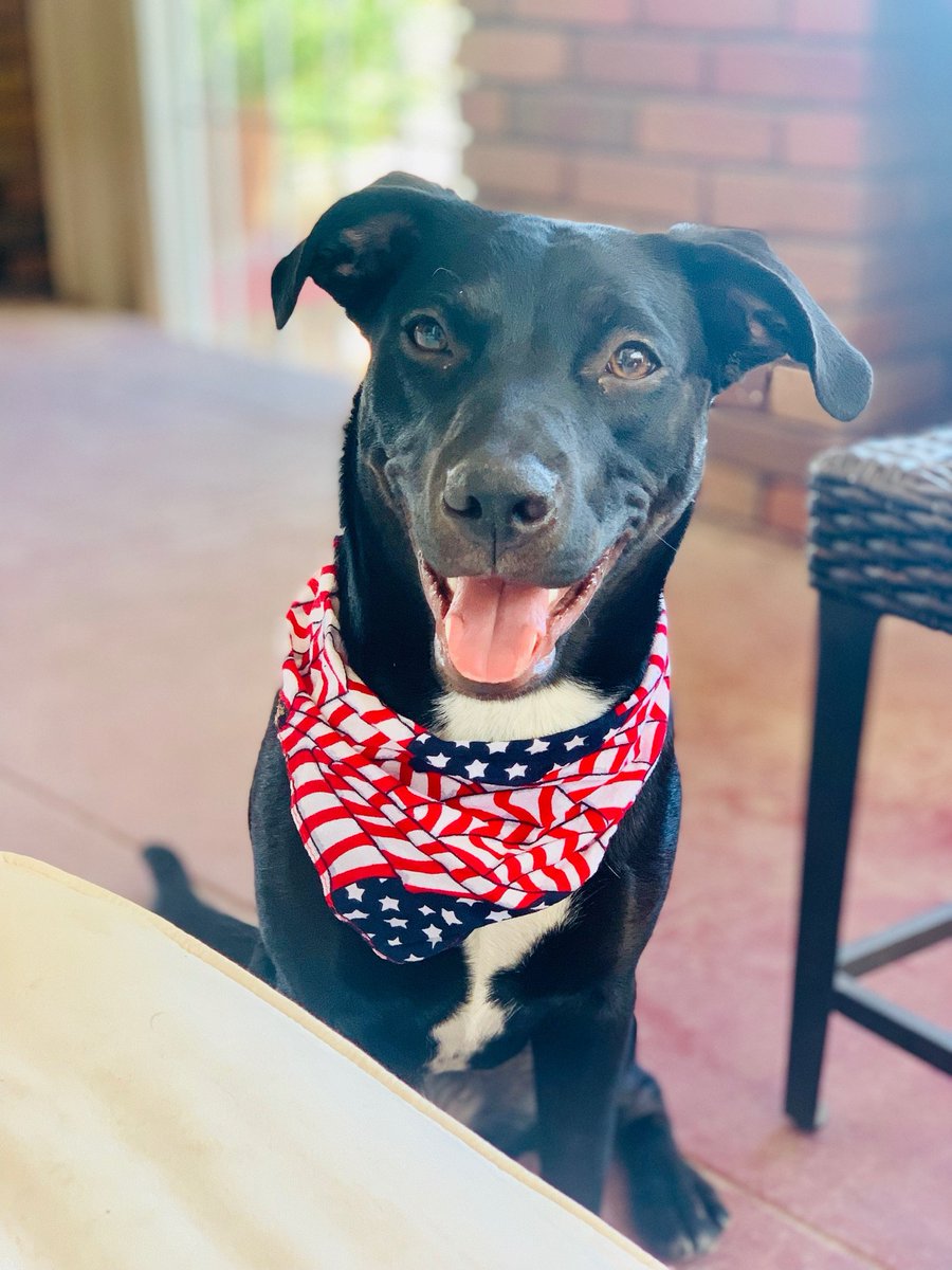GhostLightTweet's tweet photo. Happy #NationalDogDay! 🐶🐾 We're celebrating by sharing some pics of our furry, four-legged friends! https://t.co/6ikSKedPhJ