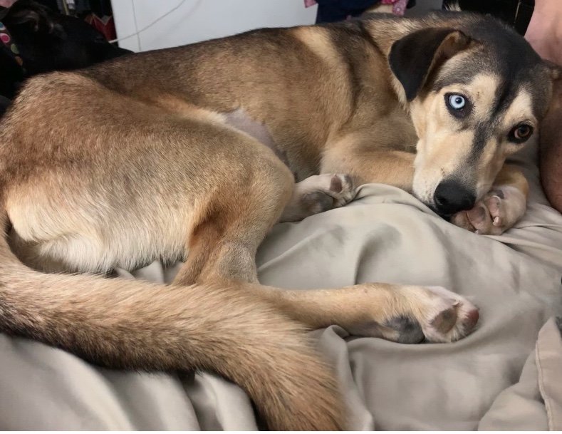 GhostLightTweet's tweet photo. Happy #NationalDogDay! 🐶🐾 We're celebrating by sharing some pics of our furry, four-legged friends! https://t.co/6ikSKedPhJ