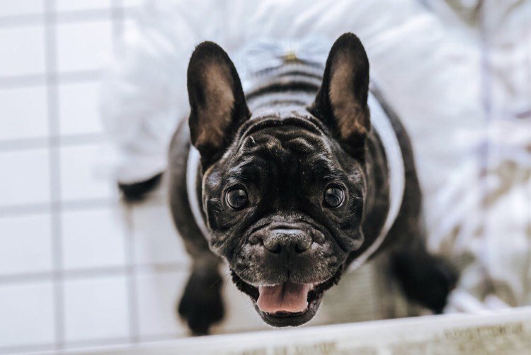 GhostLightTweet's tweet photo. Happy #NationalDogDay! 🐶🐾 We're celebrating by sharing some pics of our furry, four-legged friends! https://t.co/6ikSKedPhJ