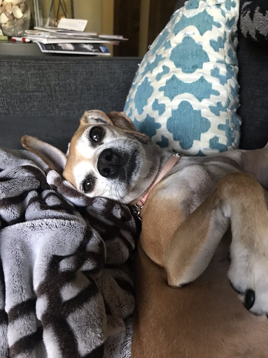 big_wile's tweet photo. @dog_rates https://t.co/ltEq1yRFtq