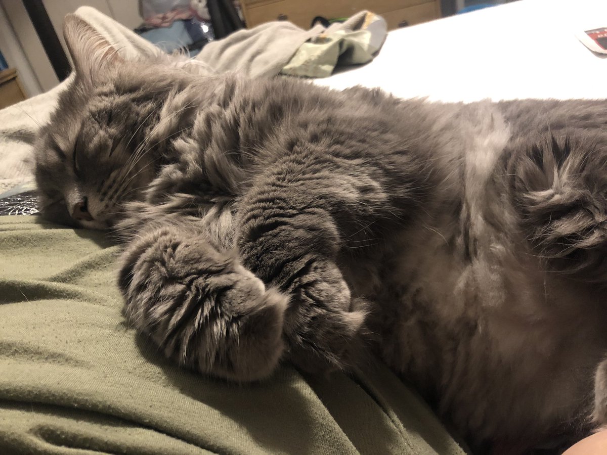 antfinity's tweet image. Happy #InternationalDogDay from my cat, Wampus. He thinks he’s a dog.