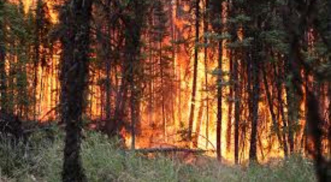 Muhamma06901052's tweet photo. Save #AmazonRainforest https://t.co/GccjowuuNY
